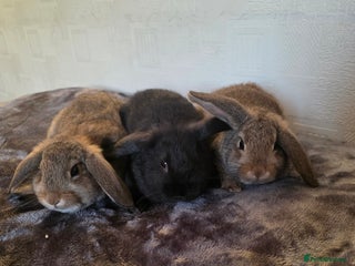 Mixed Breed rabbits - Advert 1