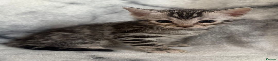 Bengal Kitten 4