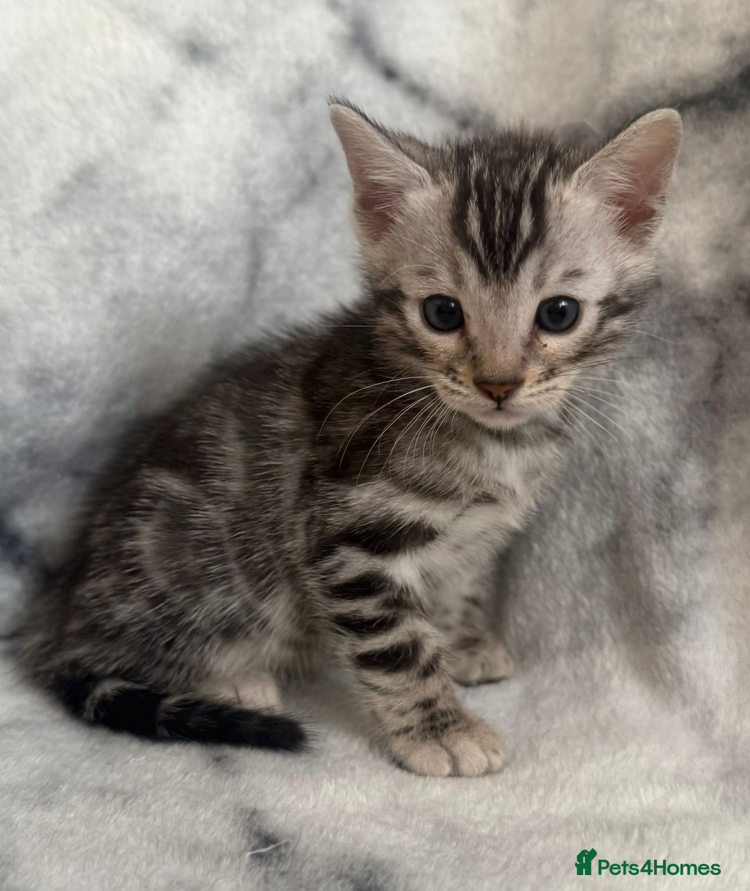 Bengal cats for sale: 🏡Gorgeous Bengal Kittens–Ready for Reservation 🐾 - Image 20