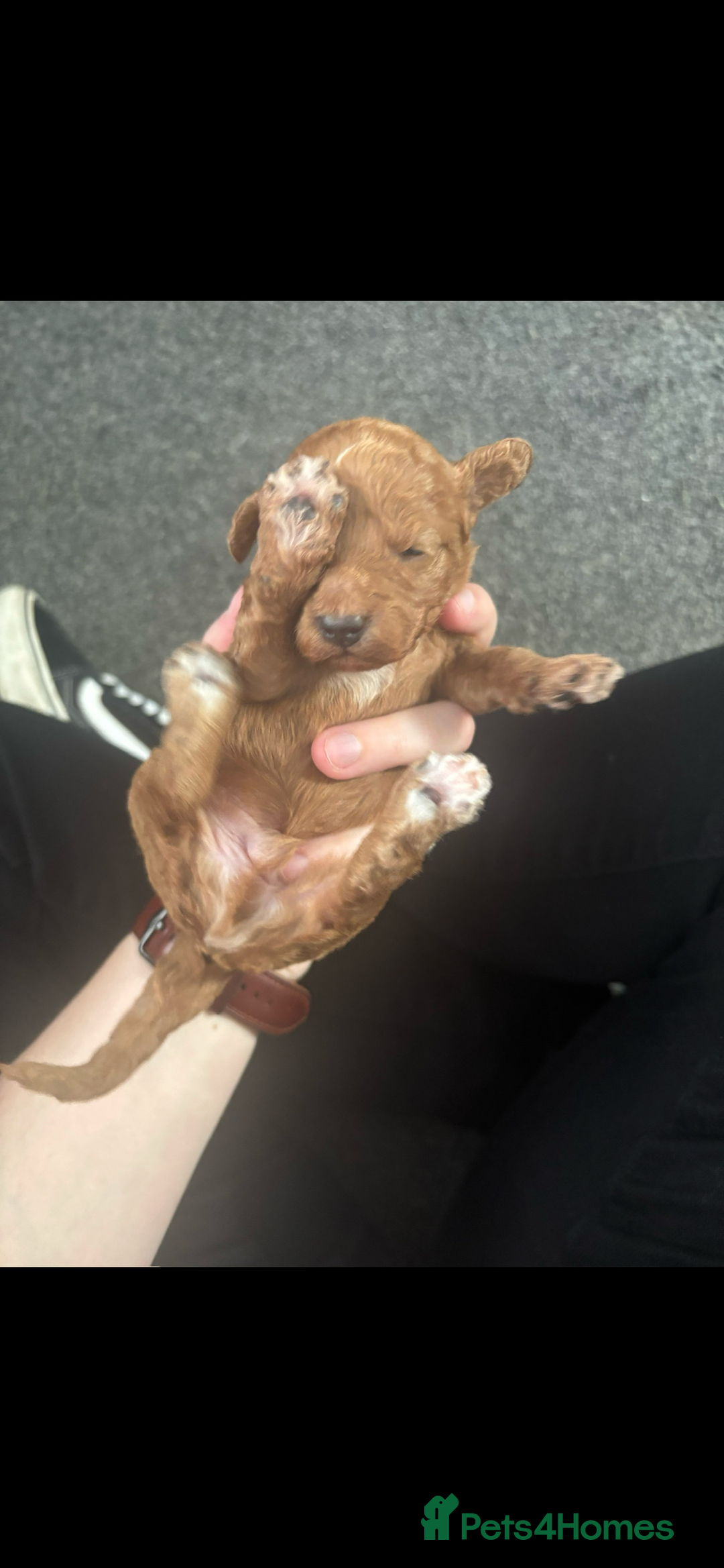 Poochon dogs for sale: Gorgeous litter of F1BB Poochons  - Image 13