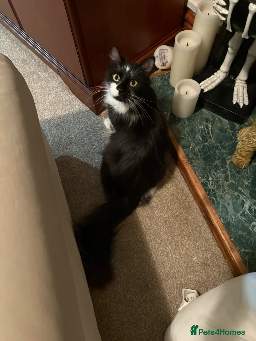 Maine Coon cats for sale: Maine coon for rehoming in Solihull - Advert 1