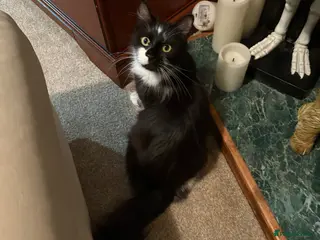 Maine Coon cats Maine coon for rehoming - Advert 1