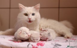 Turkish Angora cats for sale: Turkish Angora kittens  - Image 7