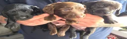 Miniature Dachshund dogs for sale: ✨️RARE SOLID COLOURS✨️ MINI DACHSHUND PUPPIES  - Advert 3