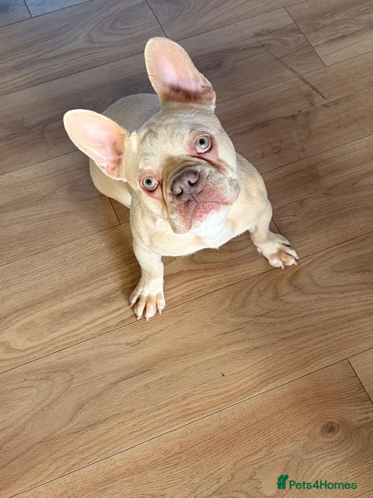 French Bulldog dogs Male dog  - Advert 1