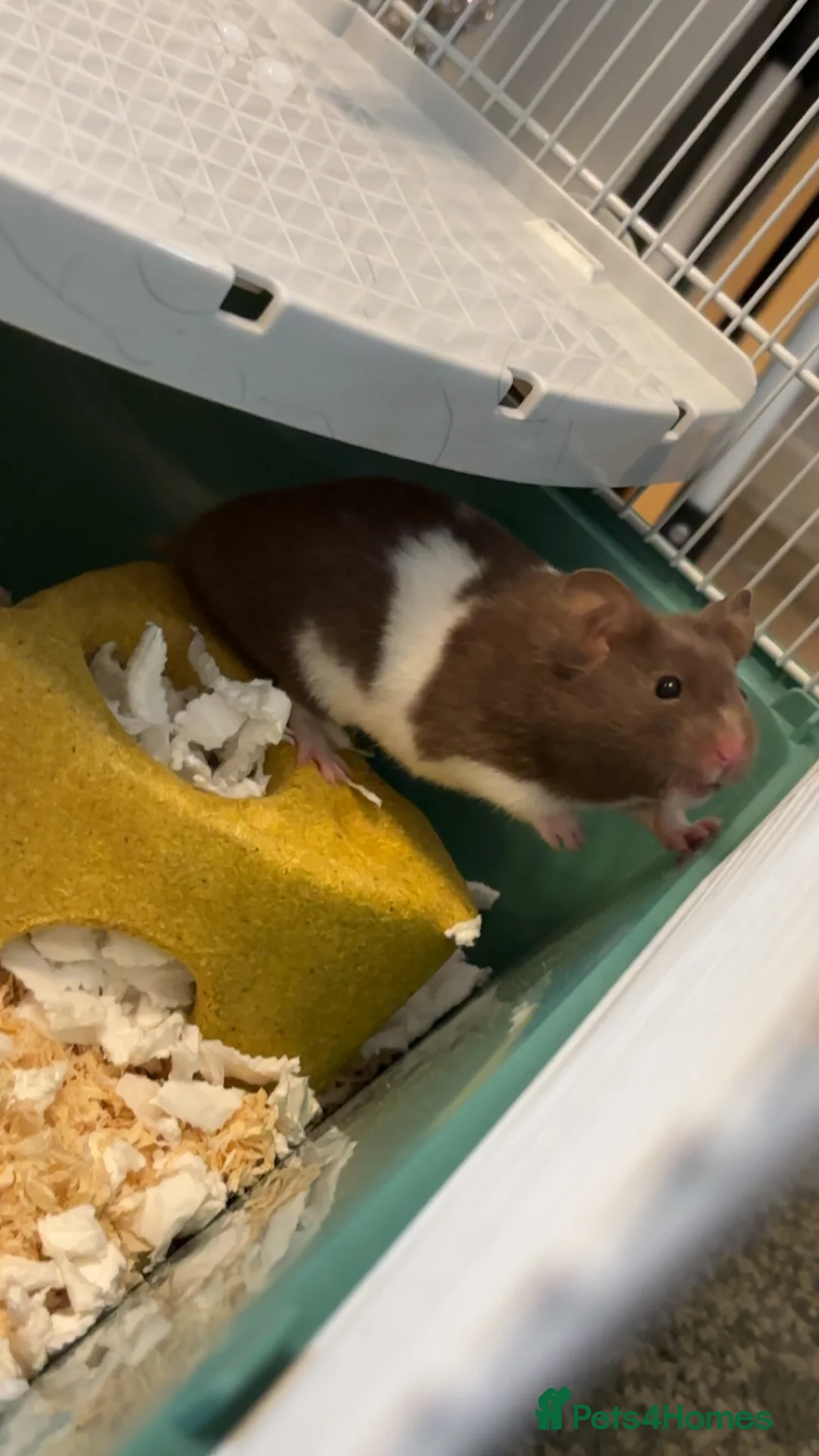 Hamster rodents for sale: Hamster and cage setup for sale. - Advert 1