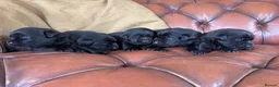 Labrador Retriever dogs for sale: Chunky show Labrador Puppies  - Advert 11