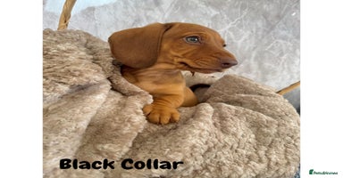 Miniature Dachshund dogs - Advert 4