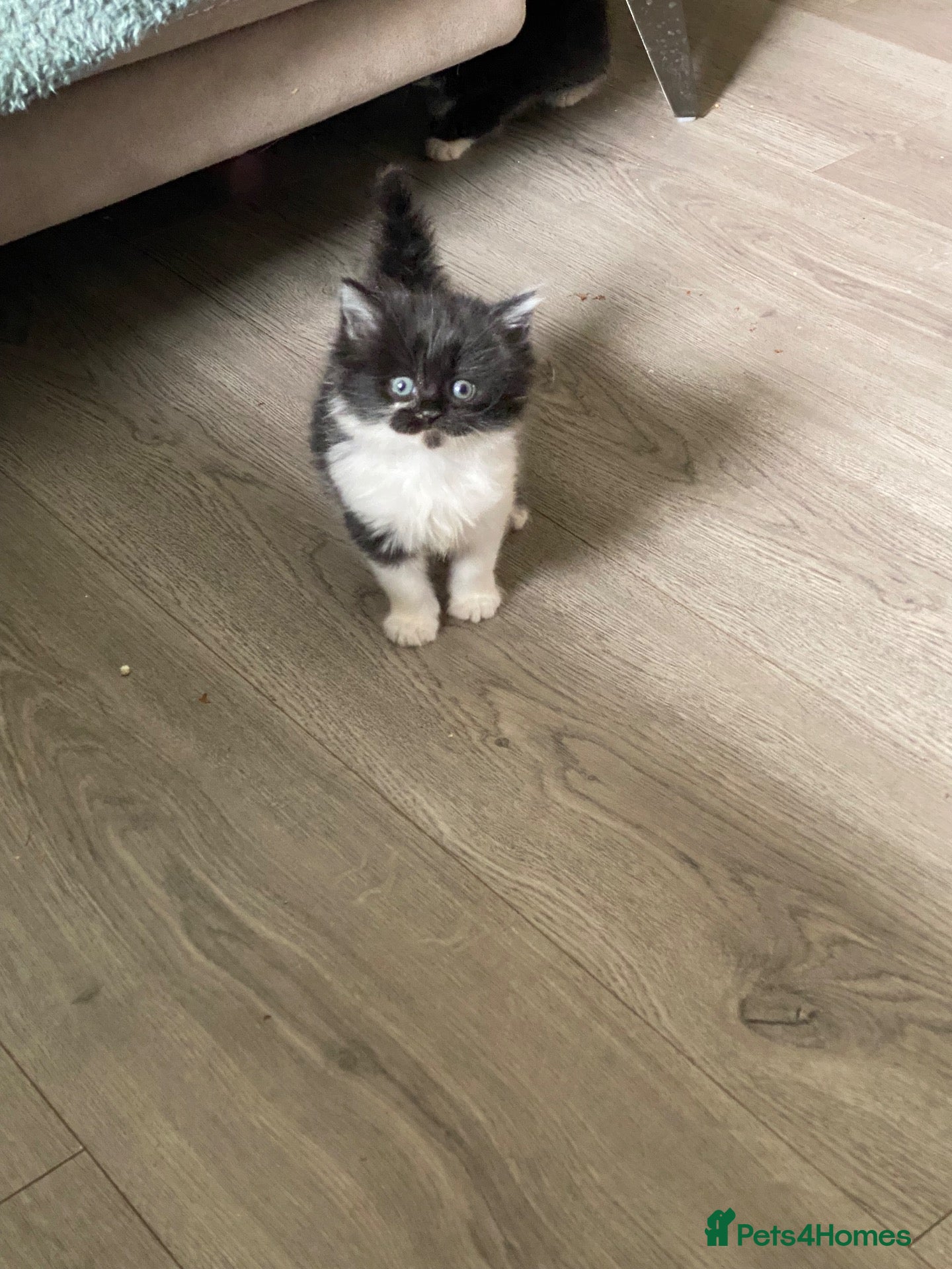 British Shorthair cats BSH kittens ready now x - Advert 1