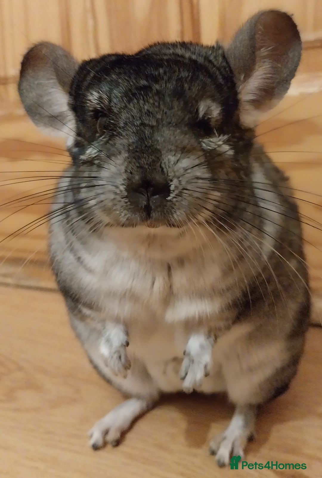 Chinchilla rodents for sale: Male chinchilla called Star - Advert 5