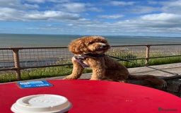Cockapoo dogs for sale: 2 year old Cockapoo - Image 2