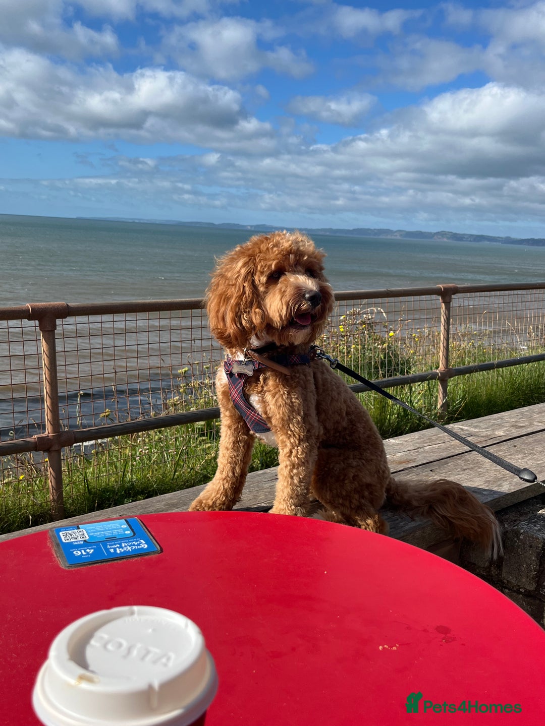 Cockapoo dogs for sale: 2 year old Cockapoo - Image 2