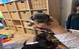 Miniature Dachshund dogs for sale: Miniature daschund puppies - Image 15