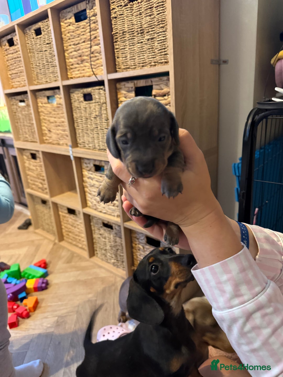 Miniature Dachshund dogs for sale: Miniature daschund puppies - Image 15