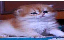 British Longhair cats for sale: ✨Golden British Longhair - Exclusive Kittens✨*🧿 - Advert 13