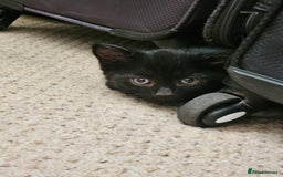 Mixed Breed cats for sale: 3 playful kittens  - Image 21