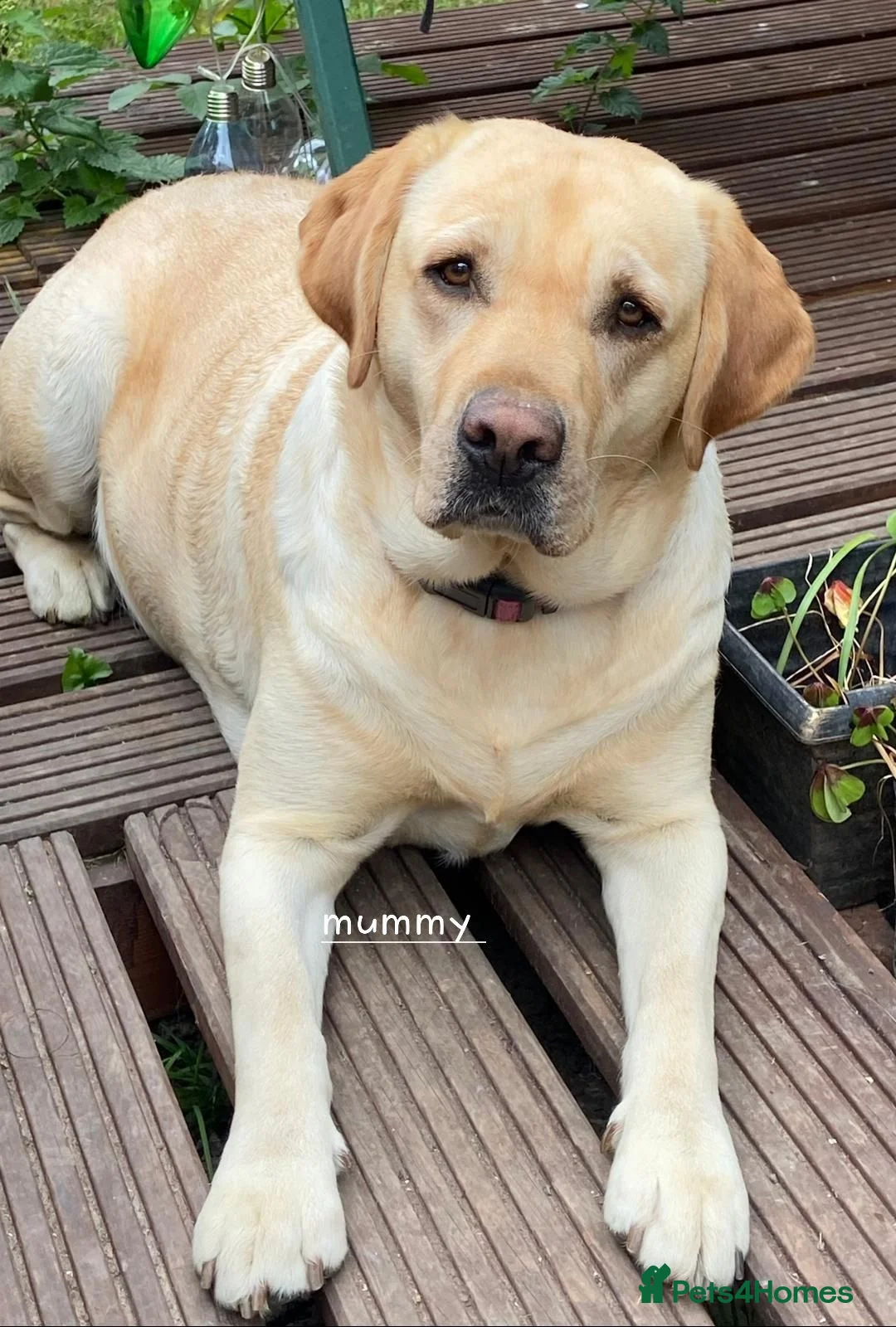 Labrador Retriever dogs for sale: 6 beautiful labrador puppies  - Advert 1