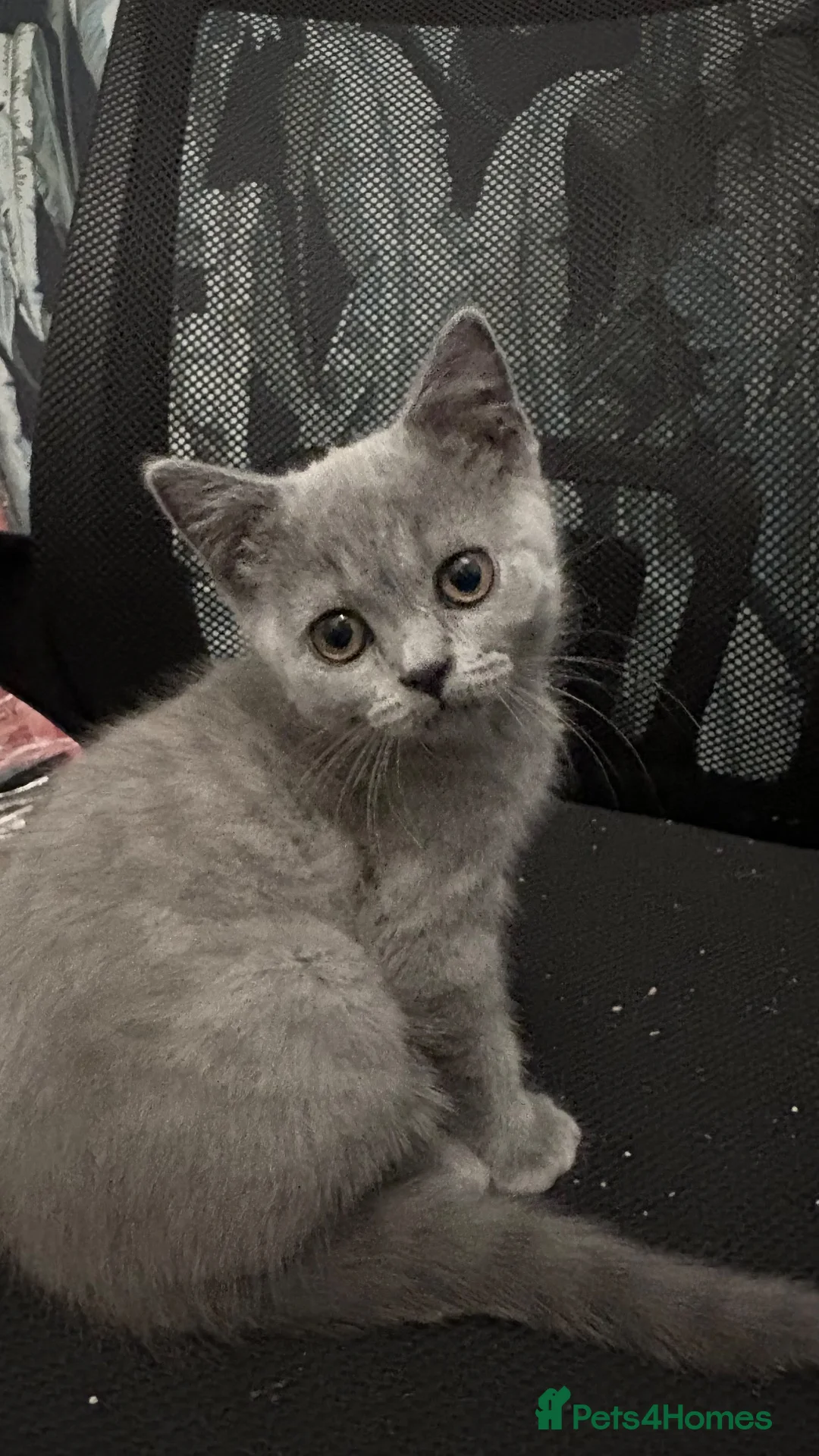 British Shorthair cats for sale: Beautiful British Shorthair Kittens  - Advert 2