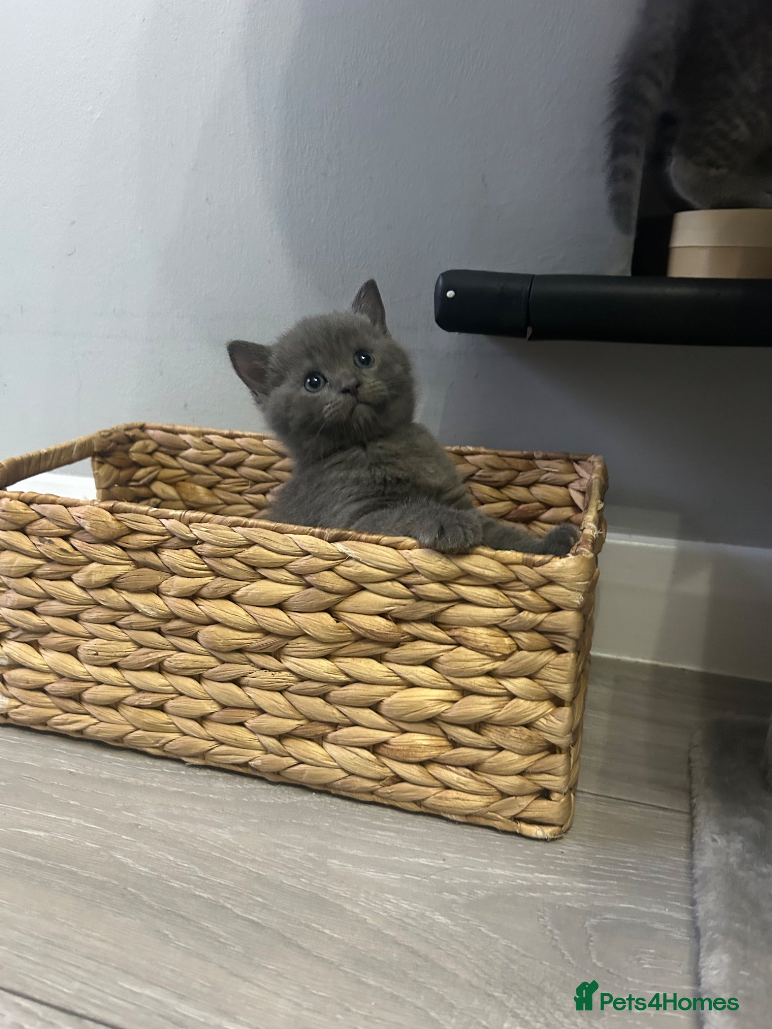 British Shorthair cats for sale: Kittens  - Advert 5