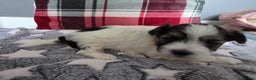 Maltese dogs for sale: 3 boys 1 girl x maltese puppies - Advert 32