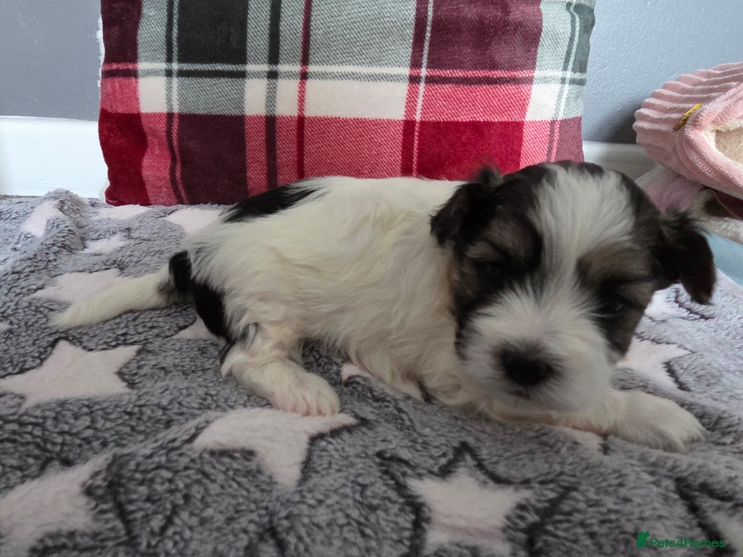 Maltese dogs for sale: 3 boys 1 girl x maltese puppies - Advert 32