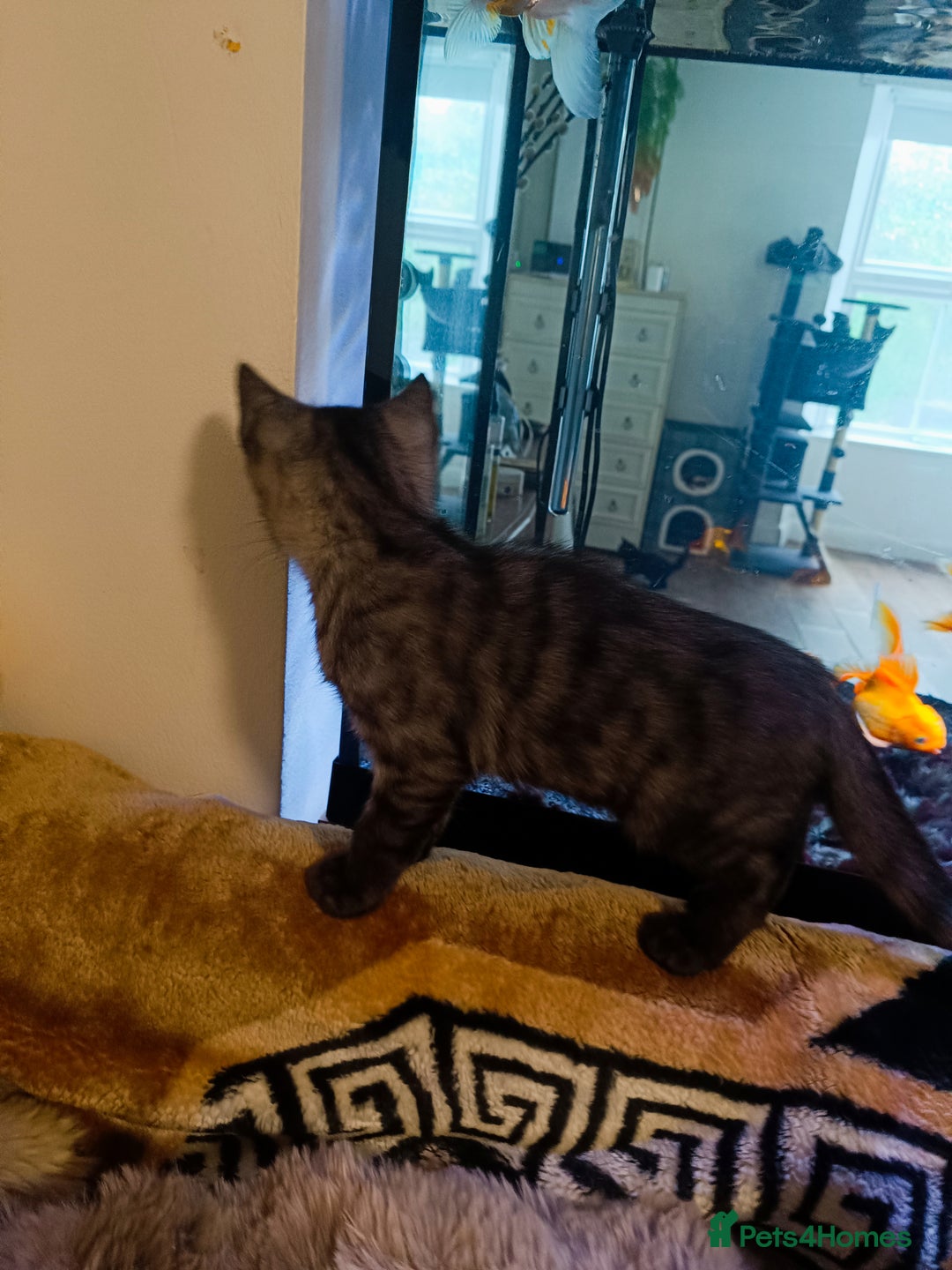 Bengal cats for sale: Three Bengals - Image 6