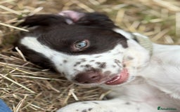 Cocker Spaniel dogs for sale: Beautiful pedigree working cocker spaniel puppy  - Image 10