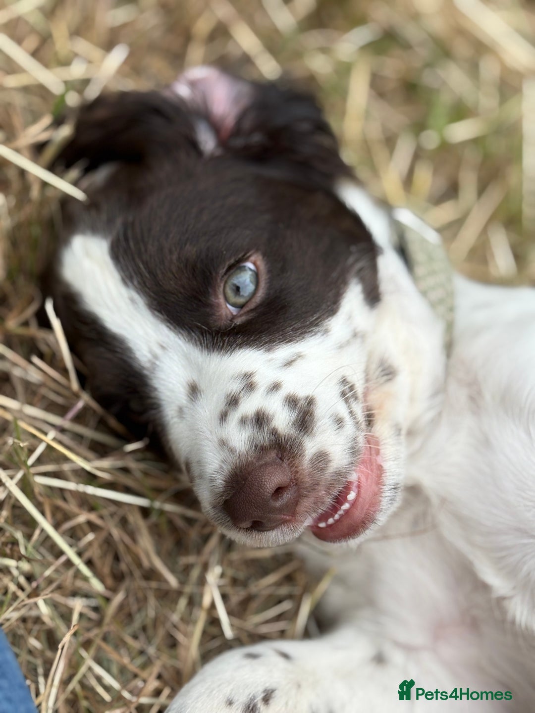 Cocker Spaniel dogs for sale: Beautiful pedigree working cocker spaniel puppy  - Image 10
