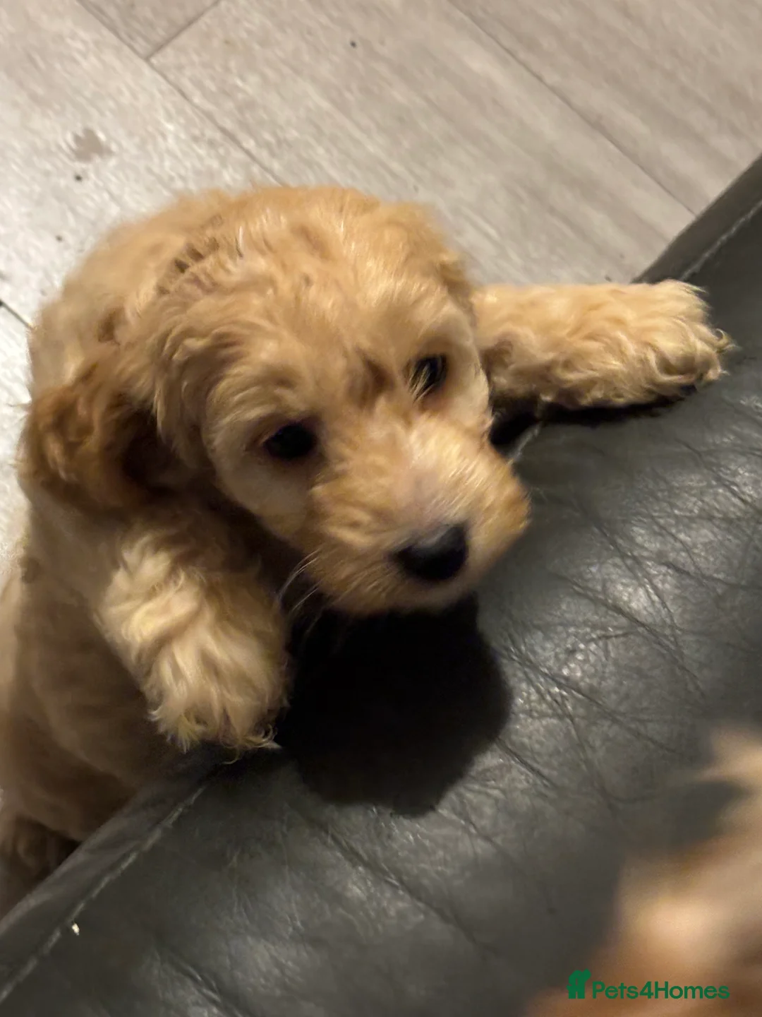 Cockapoo dogs for sale: 🌼 a beautiful litter of 6 cockerpoos/poodles - Advert 19