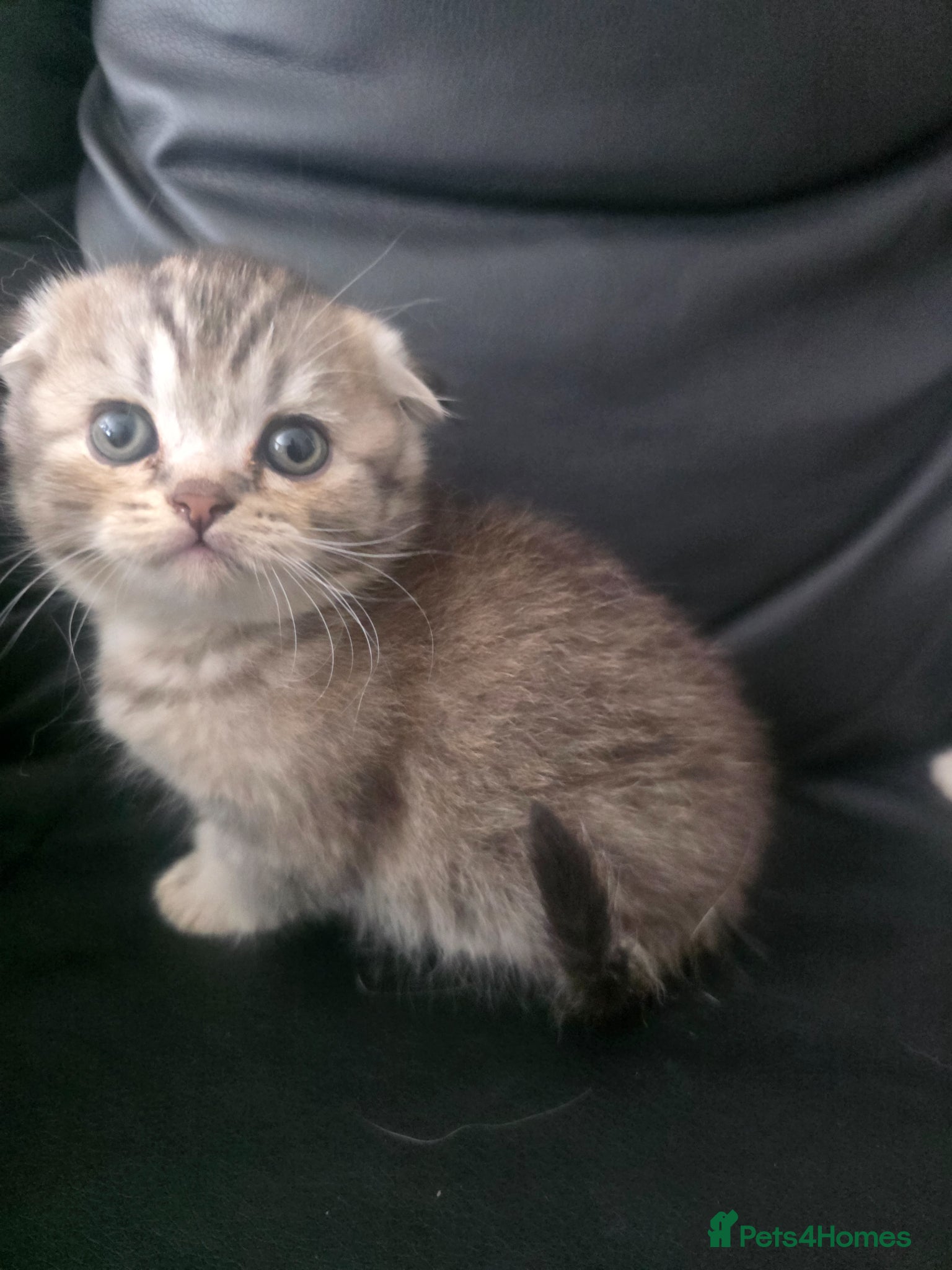 Scottish Fold cats Scottish fold kittens  for sale - Advert 2