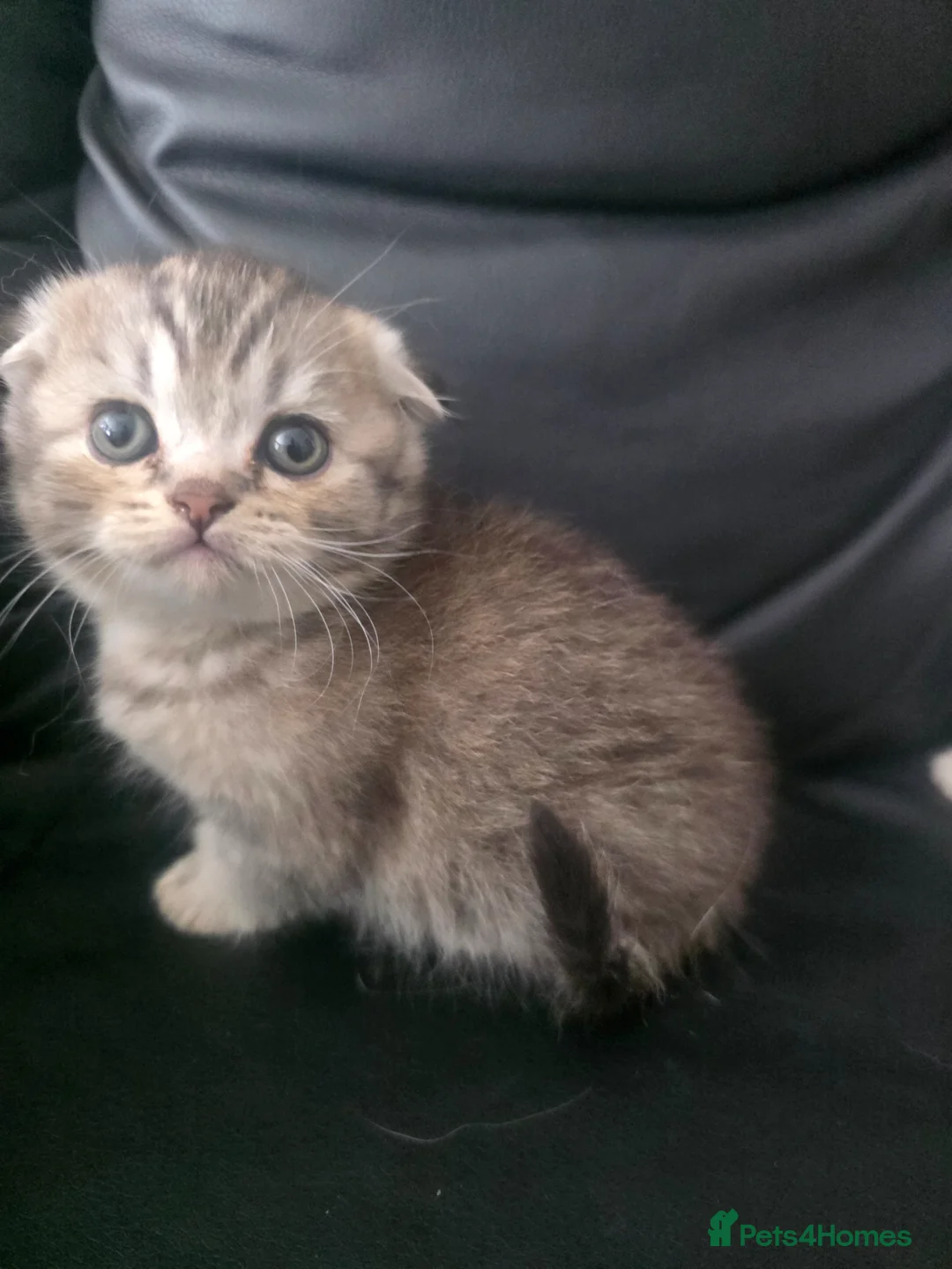 Scottish Fold cats for sale: Scottish fold kittens  for sale - Advert 2