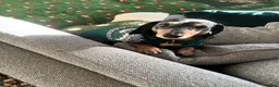 Miniature Dachshund dogs for sale: Stunning silver dapple miniature dachshund pups - Advert 3
