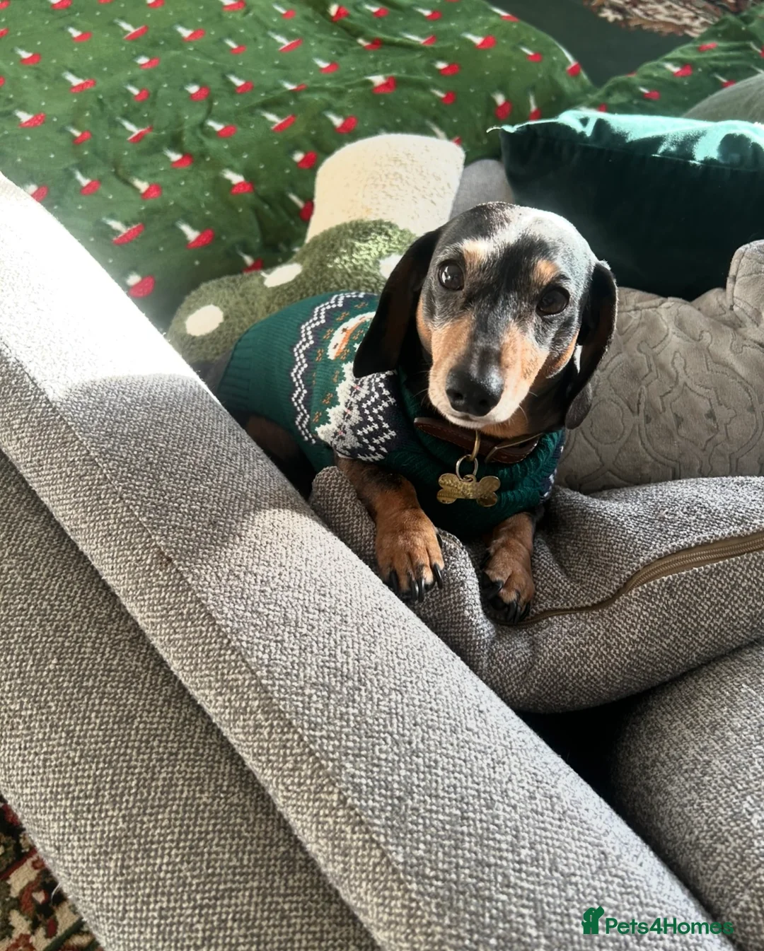 Miniature Dachshund dogs for sale: Stunning silver dapple miniature dachshund pups - Advert 3