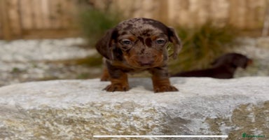 Miniature Dachshund dogs - Advert 5