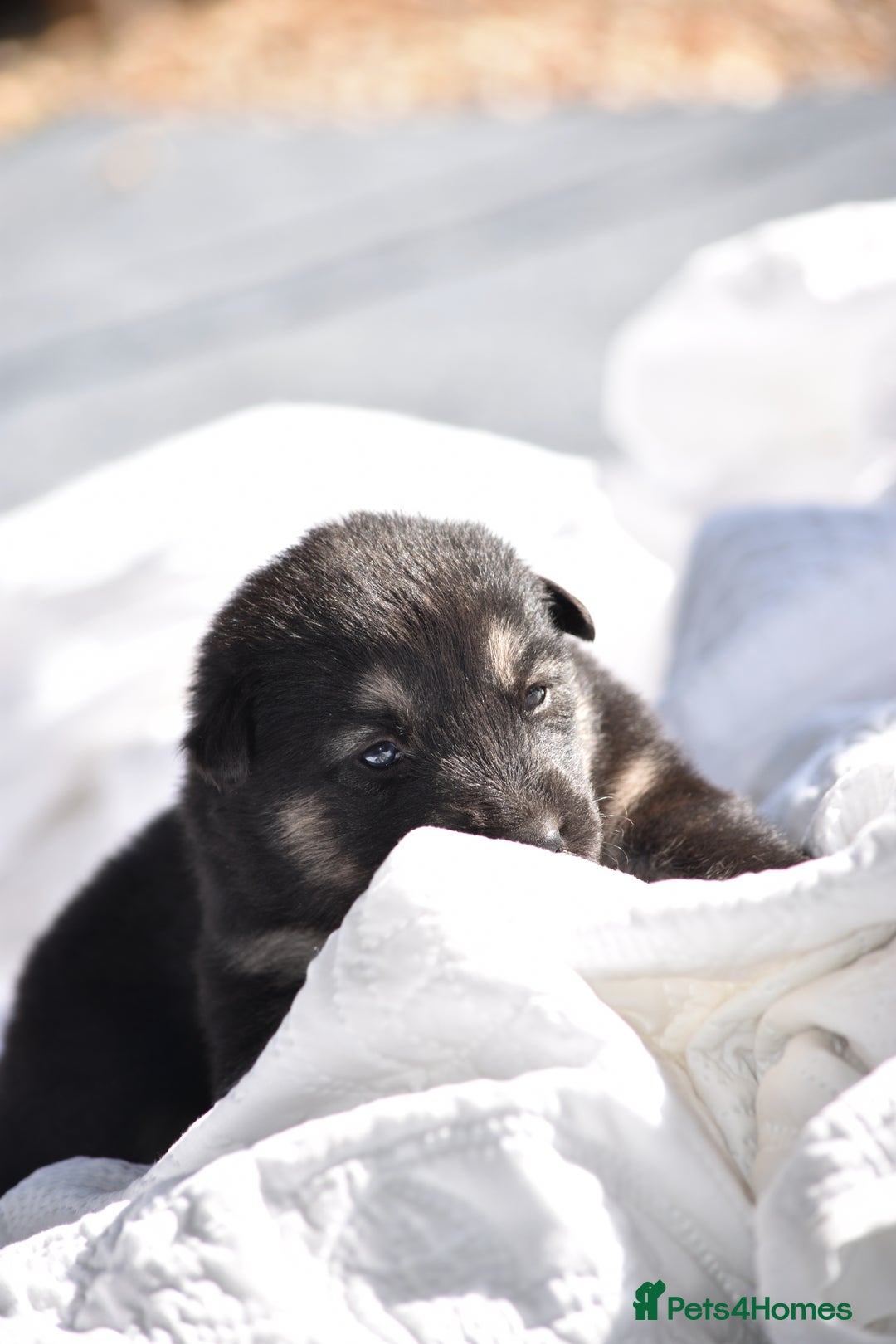 Siberian Husky dogs for sale: 🐾9 Husky Puppies Looking for Forever Homes!🐾 - Image 2