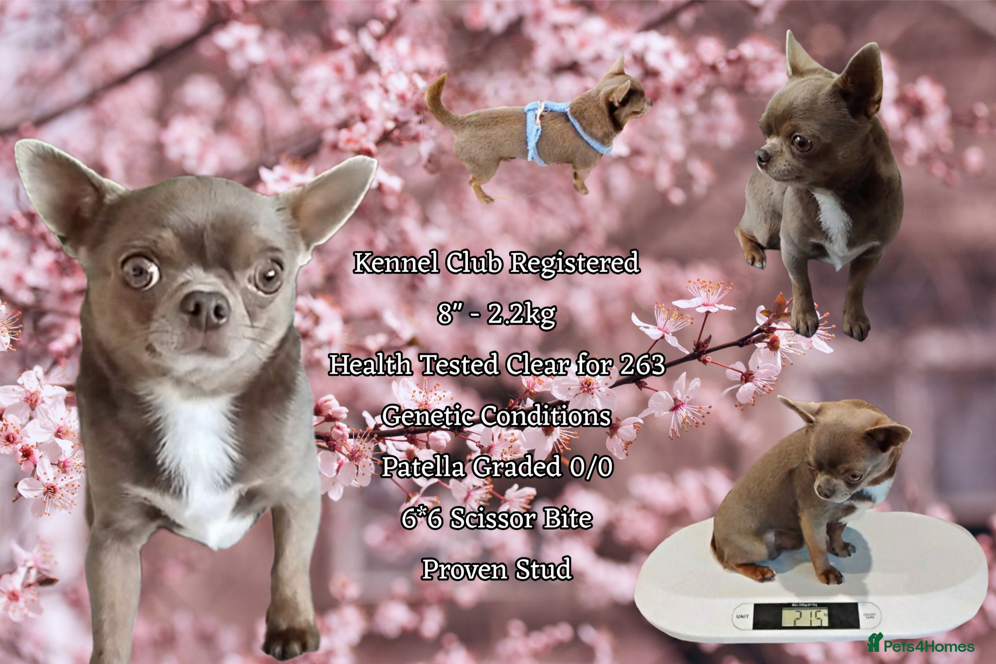 Chihuahua dogs KC reg-Health tested-PROVEN  - Advert 9
