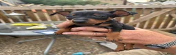 Miniature Pinscher dogs for sale: Puppies  - Advert 4