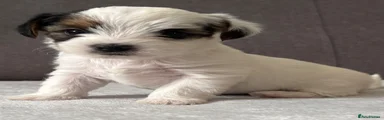 Yorkshire Terrier 1