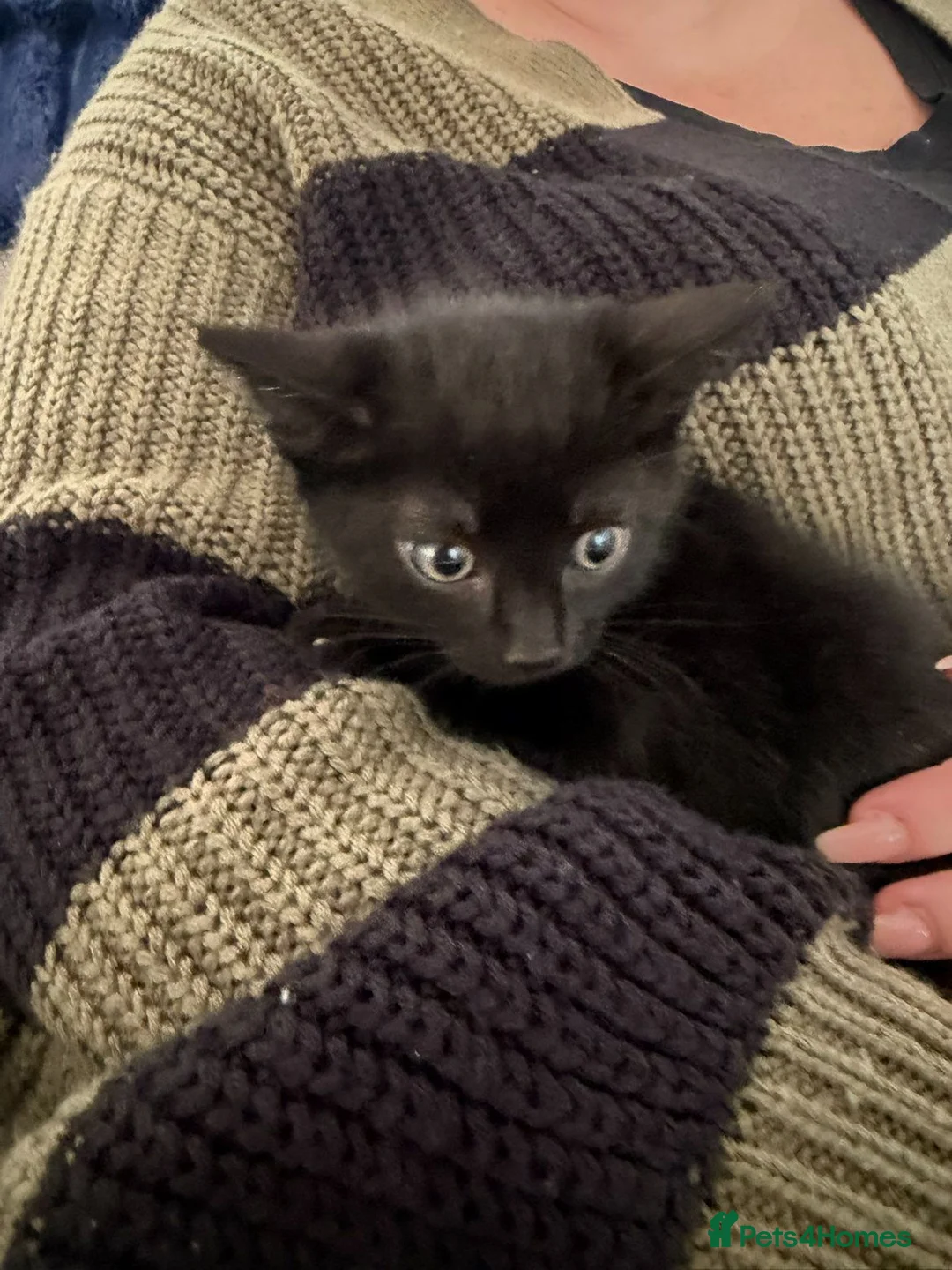 Domestic Shorthair cats for sale: Black Kittens  - Advert 2