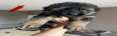 German Shepherd Puppy 4