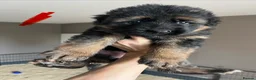 German Shepherd dogs for sale: Beautiful KC Reg puppies for sale  - Advert 11