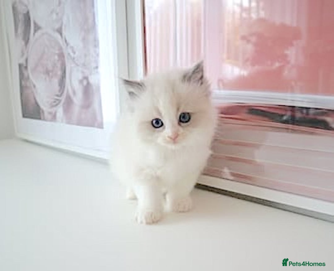 Ragdoll cats for sale: INDOOR FULL PEDIGREE RAGDOLL KITTENS - Advert 35