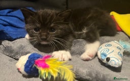 British Shorthair cats for sale: Female Kittens - Image 13