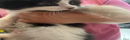 British Longhair cats for sale: 4 kittens british long hair  - Advert 9