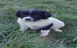 Mixed Breed dogs for sale: Three Springer Spaniel/Spitz Mittel Puppies  - Image 8