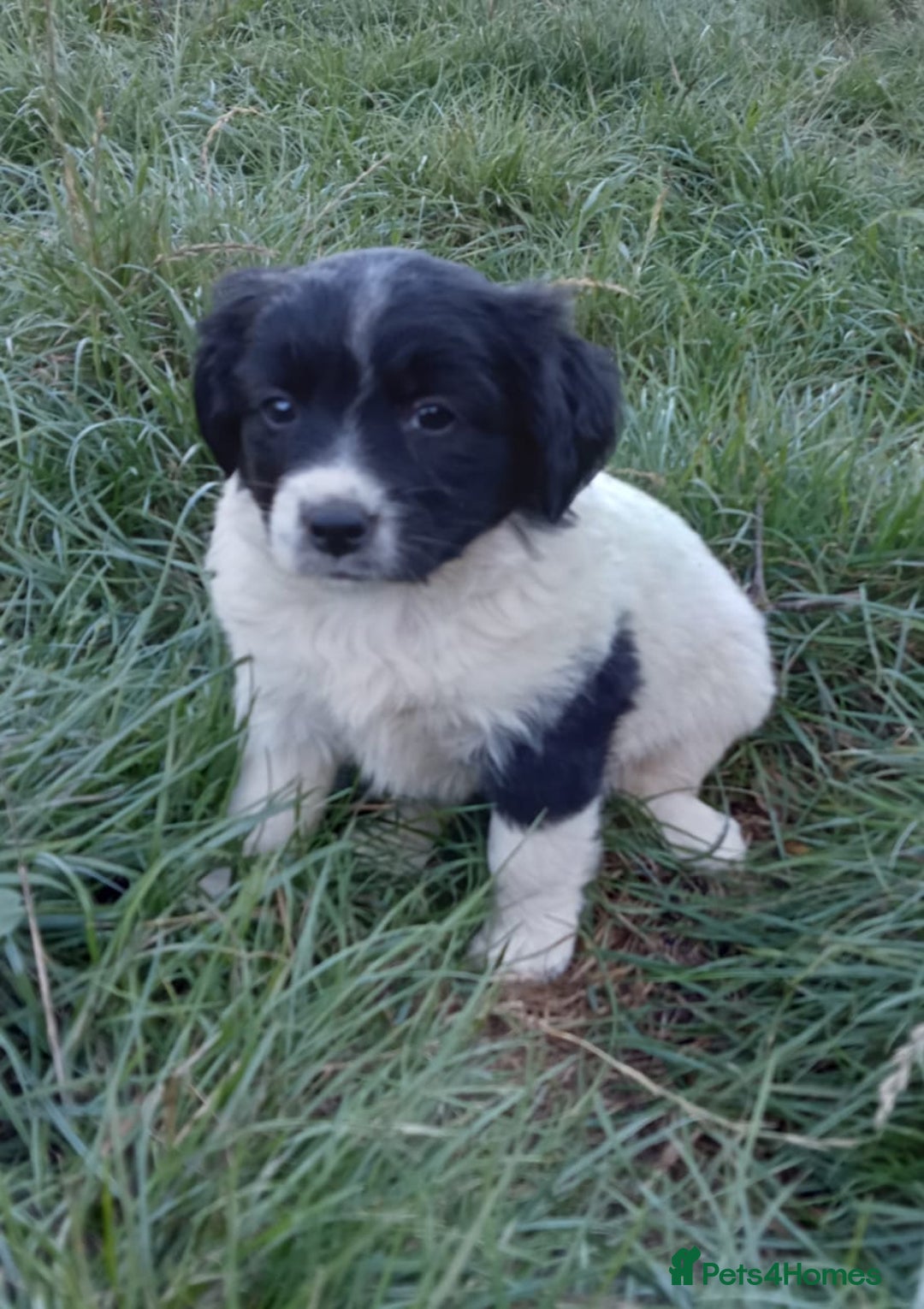 Mixed Breed dogs for sale: Three Springer Spaniel/Spitz Mittel Puppies  - Image 8