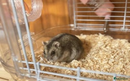 Hamster rodents for sale: Dwarf Hamster - Image 13