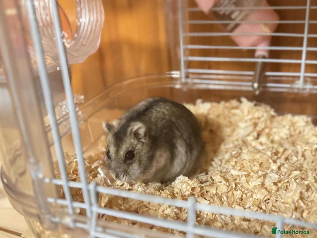 Hamster rodents for sale: Dwarf Hamster - Image 13