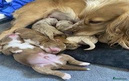 Cockapoo dogs for sale: 2 BOYS LEFT Quality F1 Cockapoos DNA CLEAR PARENTS - Image 16
