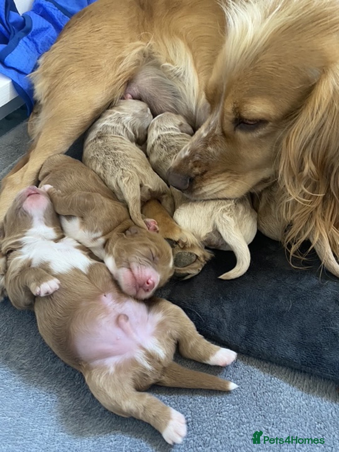 Cockapoo dogs for sale: 2 BOYS LEFT Quality F1 Cockapoos DNA CLEAR PARENTS - Image 16